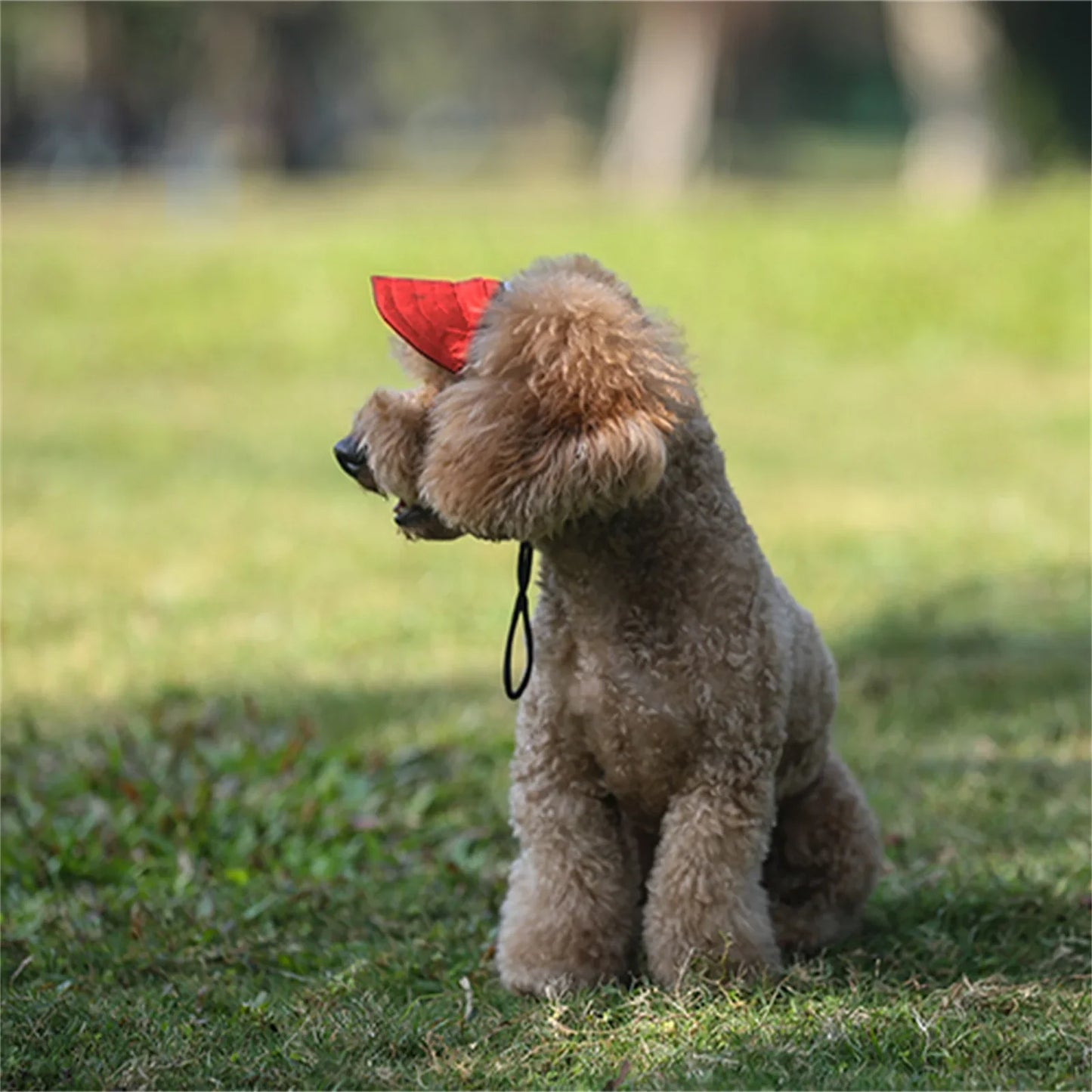 SunPaws