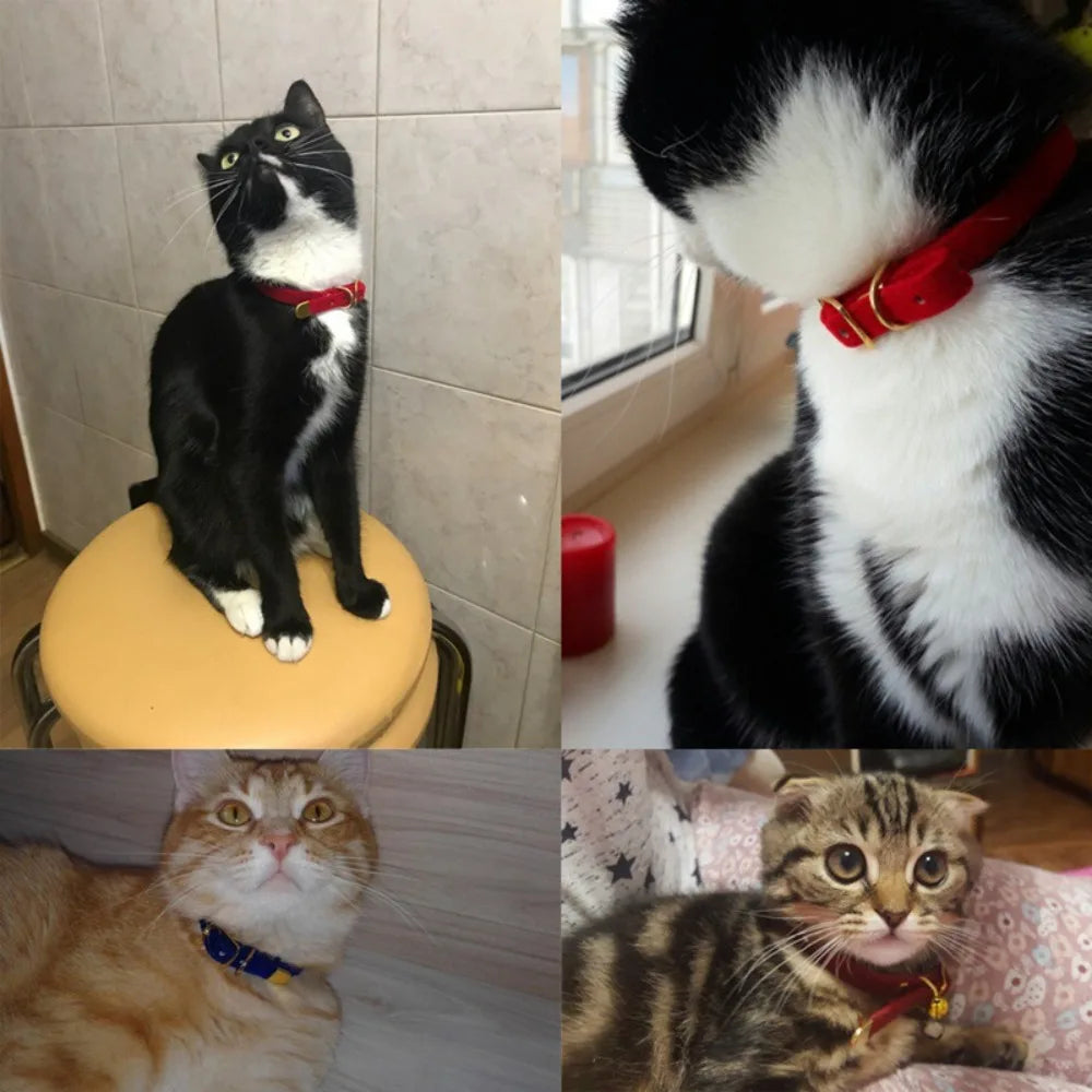 VelvetPaw
